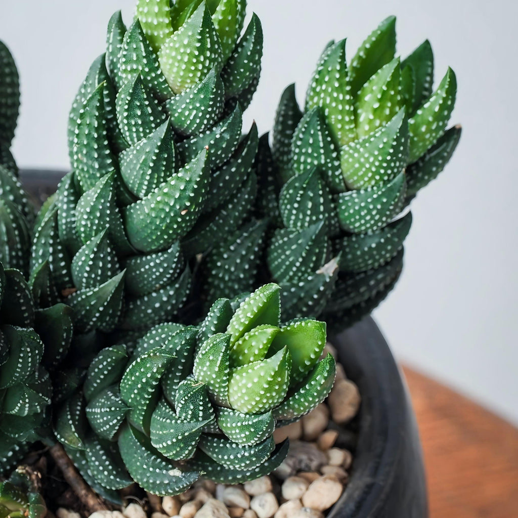 Zebra Haworthia in Pot, 2 Inch Potted Live Succulent Plant, Striped Succulent Plant, Haworthia Fasciata, Cute Indoor Plant, Easy Care Plant, Desk Decor, Aesthetic Plant Gift