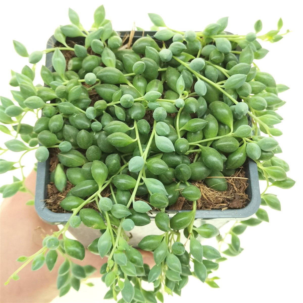 String of Pearls in Hanging Pot, 4 Inch Potted Live Succulent Plant, Trailing Succulent, Senecio Rowleyanus, Hanging Plant, Indoor Vine Plant, Aesthetic Decor