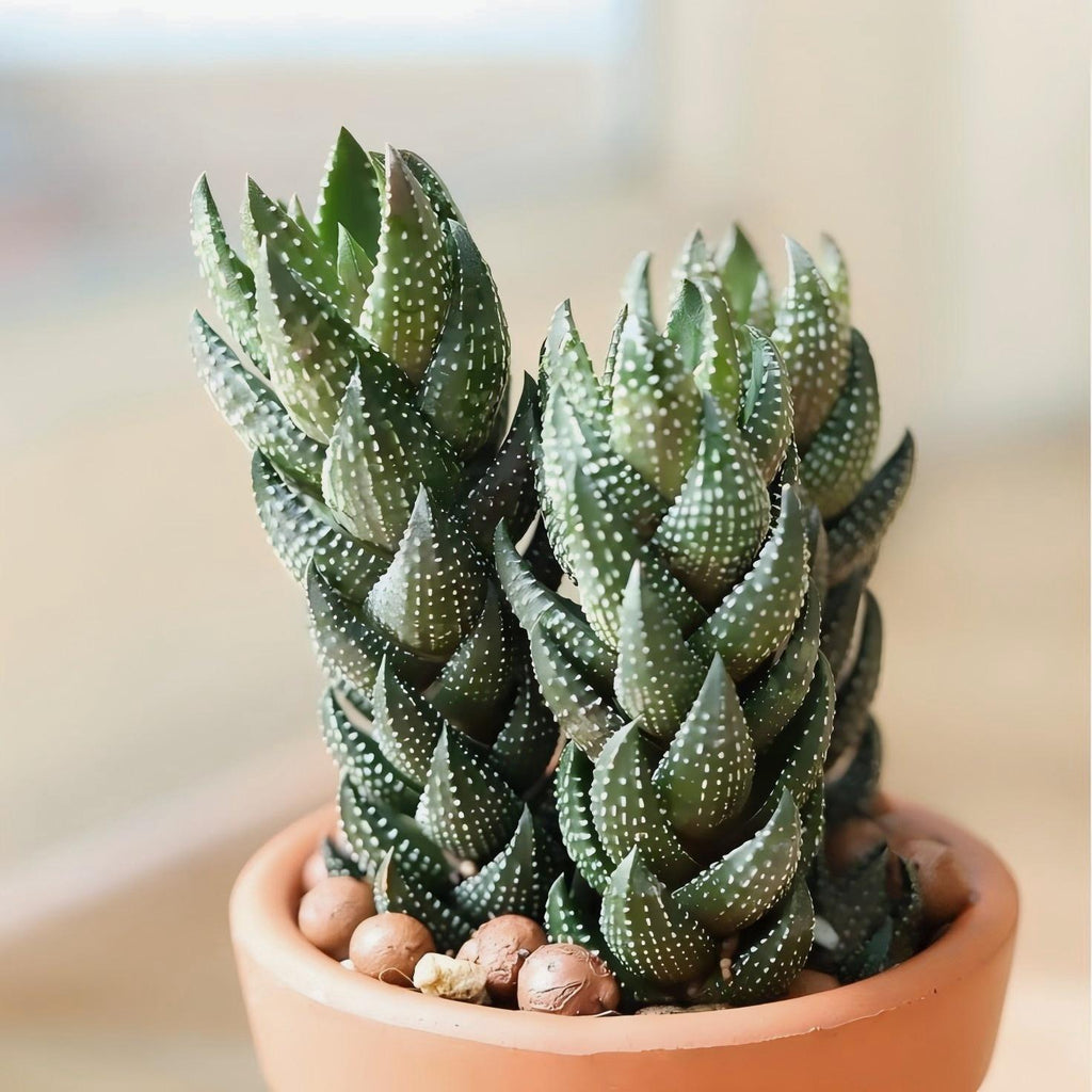 Zebra Haworthia in Pot, 2 Inch Potted Live Succulent Plant, Striped Succulent Plant, Haworthia Fasciata, Cute Indoor Plant, Easy Care Plant, Desk Decor, Aesthetic Plant Gift