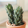 Zebra Haworthia in Pot, 2 Inch Potted Live Succulent Plant, Striped Succulent Plant, Haworthia Fasciata, Cute Indoor Plant, Easy Care Plant, Desk Decor, Aesthetic Plant Gift