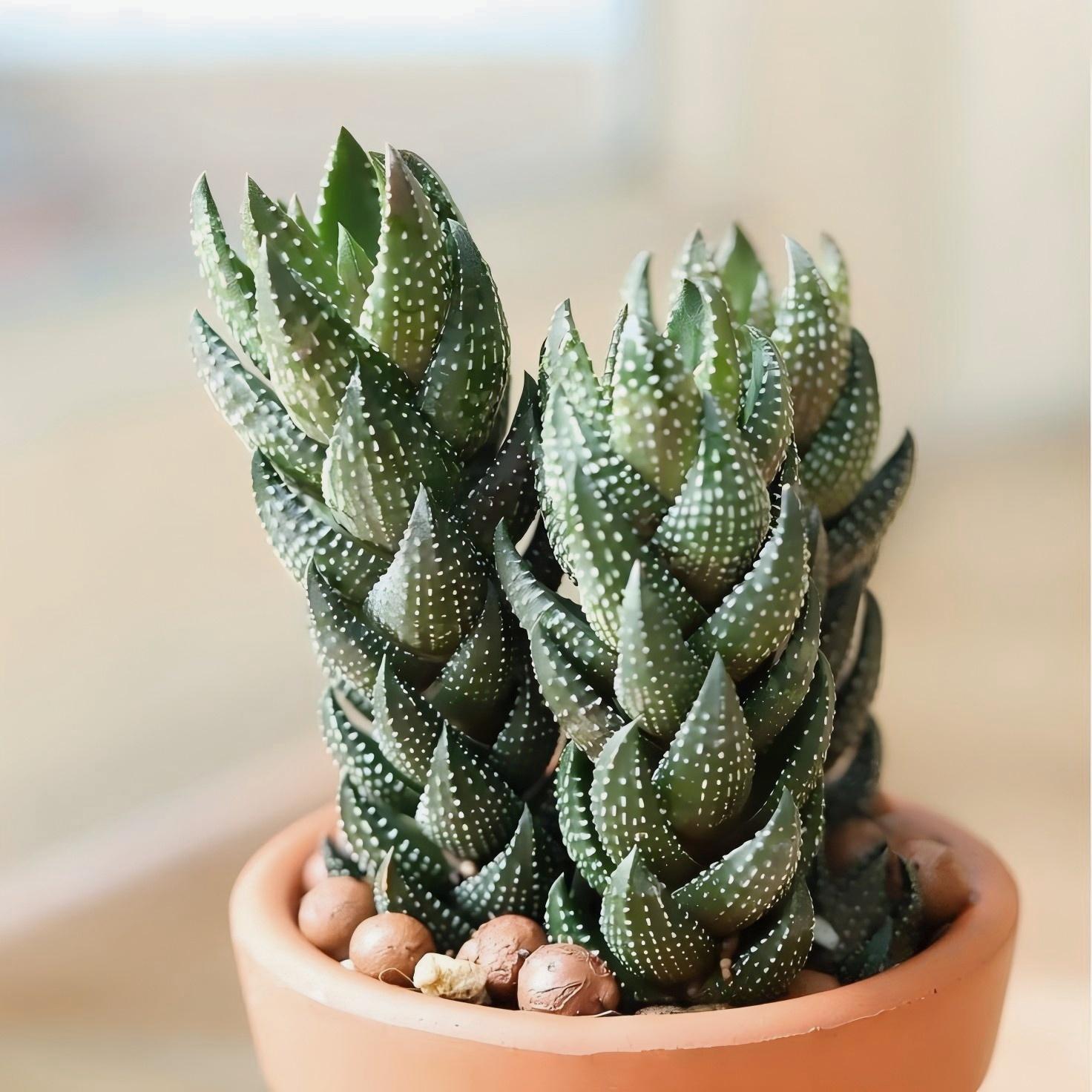 Zebra Haworthia in Pot, 2 Inch Potted Live Succulent Plant, Striped Succulent Plant, Haworthia Fasciata, Cute Indoor Plant, Easy Care Plant, Desk Decor, Aesthetic Plant Gift