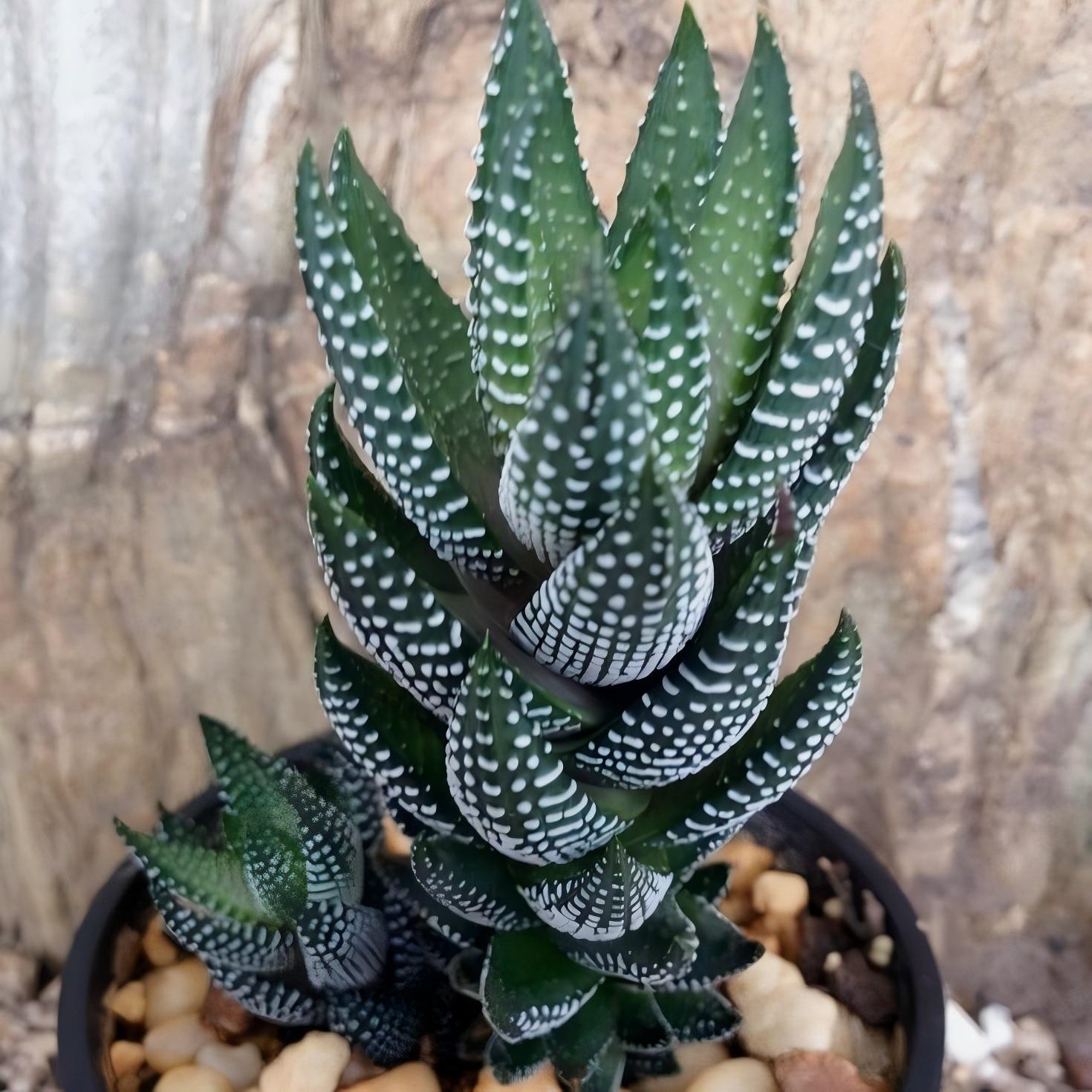 Zebra Haworthia in Pot, 2 Inch Potted Live Succulent Plant, Striped Succulent Plant, Haworthia Fasciata, Cute Indoor Plant, Easy Care Plant, Desk Decor, Aesthetic Plant Gift