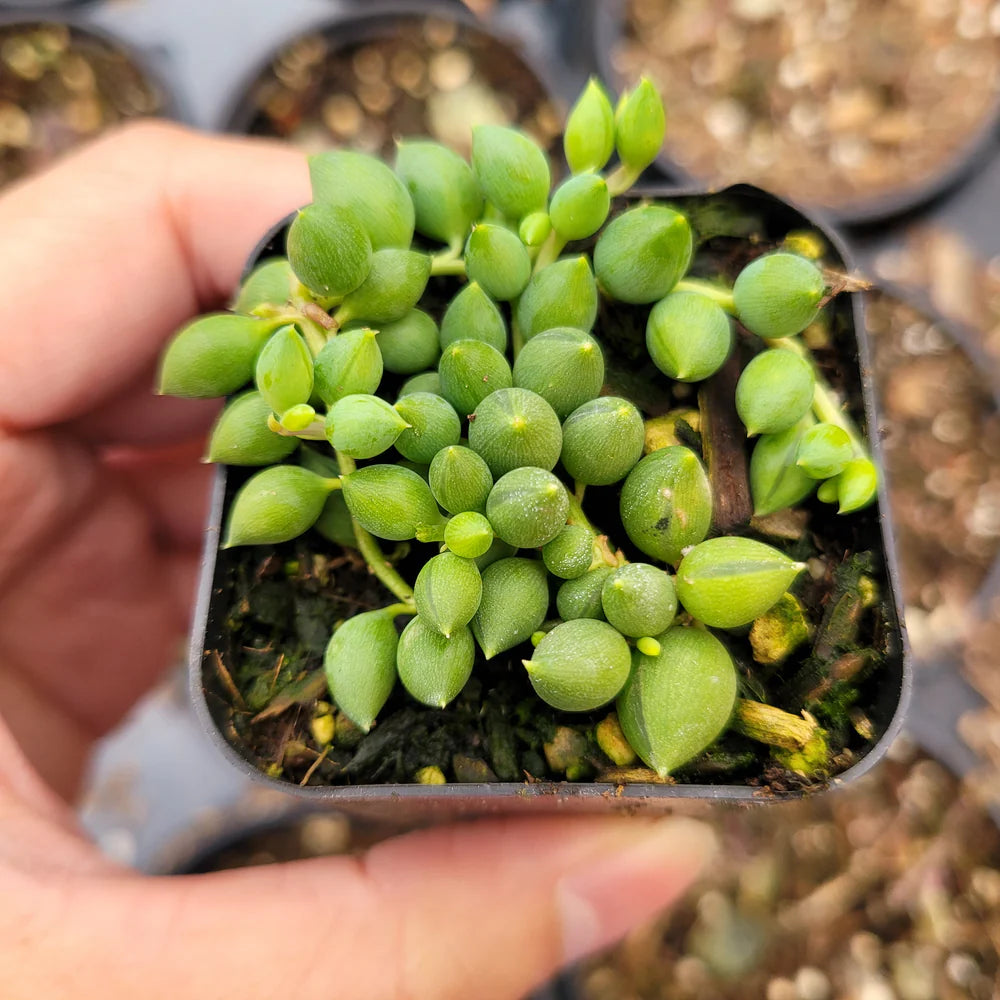 String of Pearls in Hanging Pot, 4 Inch Potted Live Succulent Plant, Trailing Succulent, Senecio Rowleyanus, Hanging Plant, Indoor Vine Plant, Aesthetic Decor