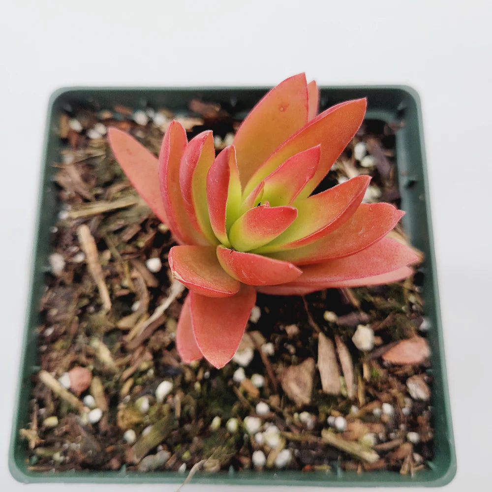 Campfire Succulent in Pot, 2 Inch Potted Live Succulent Plant, Red Orange Succulent, Color Changing Succulent, Cute Indoor Plant, Aesthetic Plant Decor, Plant Lover Gift