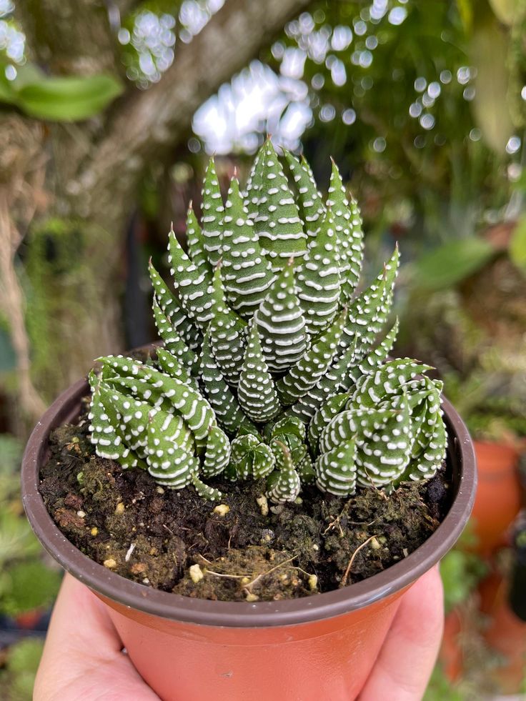 Zebra Haworthia in Pot, 2 Inch Potted Live Succulent Plant, Striped Succulent Plant, Haworthia Fasciata, Cute Indoor Plant, Easy Care Plant, Desk Decor, Aesthetic Plant Gift