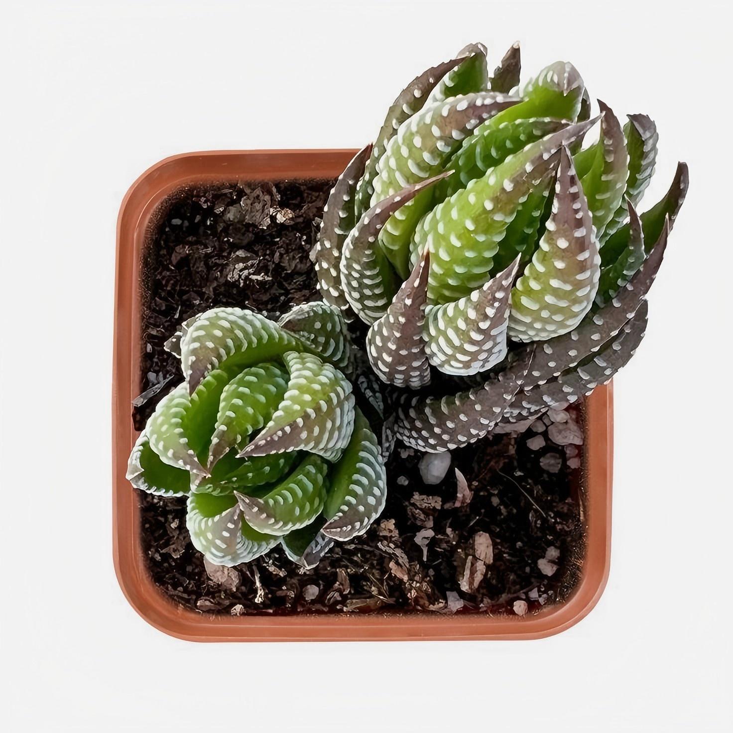 Zebra Haworthia in Pot, 2 Inch Potted Live Succulent Plant, Striped Succulent Plant, Haworthia Fasciata, Cute Indoor Plant, Easy Care Plant, Desk Decor, Aesthetic Plant Gift