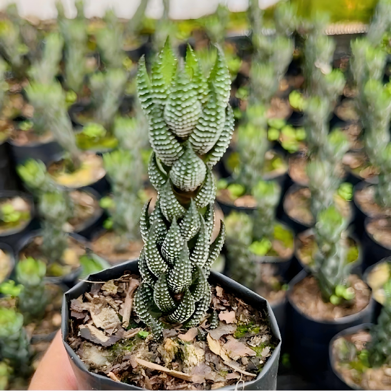 Zebra Haworthia in Pot, 2 Inch Potted Live Succulent Plant, Striped Succulent Plant, Haworthia Fasciata, Cute Indoor Plant, Easy Care Plant, Desk Decor, Aesthetic Plant Gift