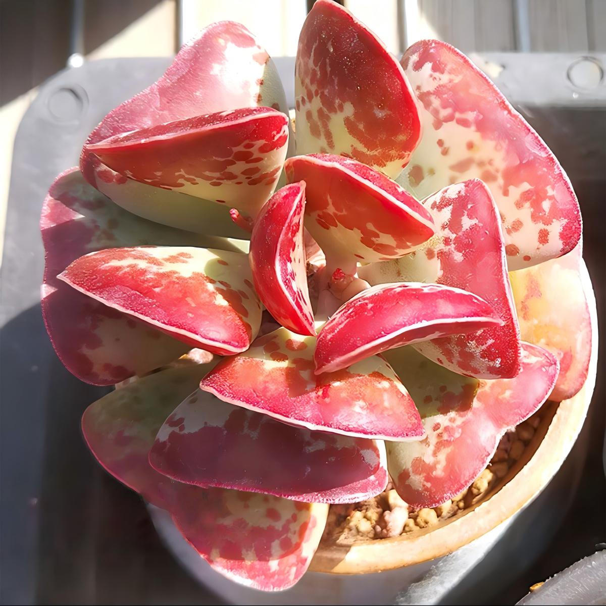 Calico Hearts Succulent in Pot, 2 Inch Potted Live Succulent Plant, Red Edge Spotted Succulent, Unique Heart Leaf Plant, Cute Indoor Plant, Aesthetic Decor Gift