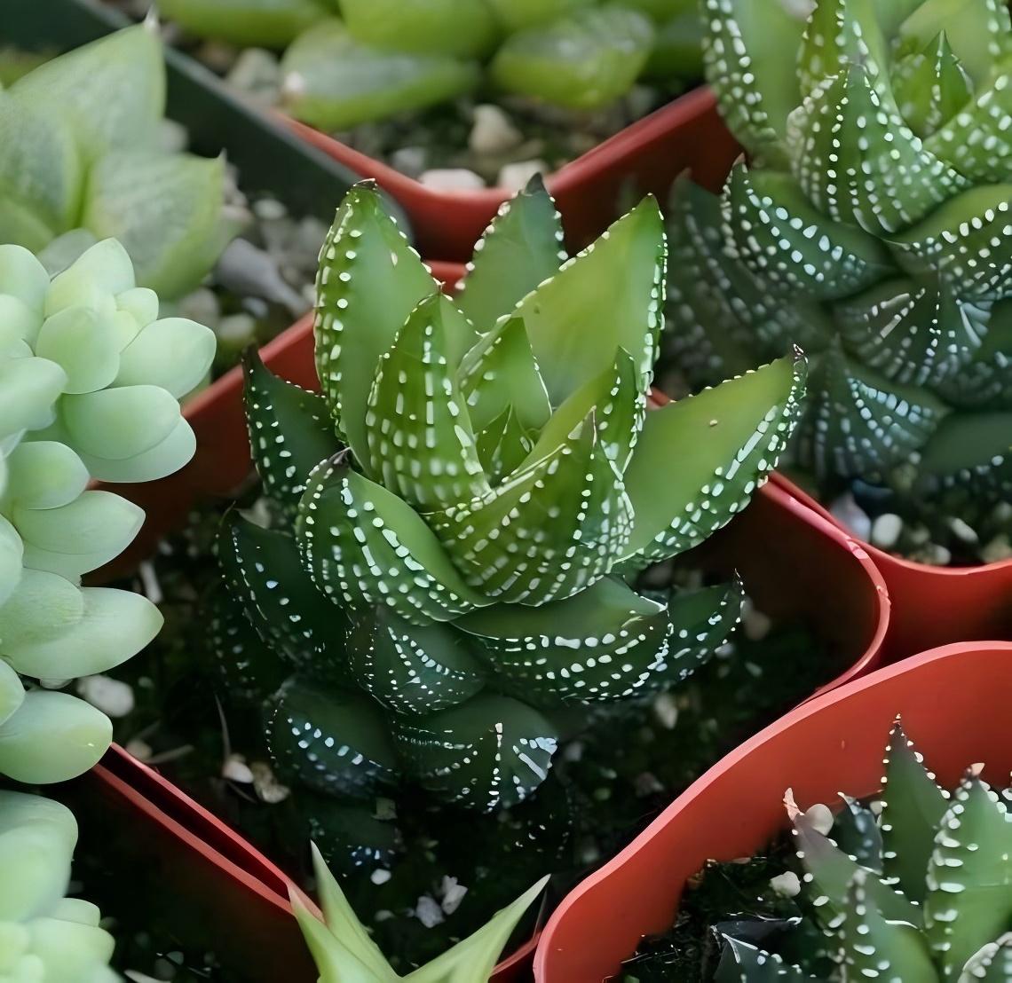 Zebra Haworthia in Pot, 2 Inch Potted Live Succulent Plant, Striped Succulent Plant, Haworthia Fasciata, Cute Indoor Plant, Easy Care Plant, Desk Decor, Aesthetic Plant Gift