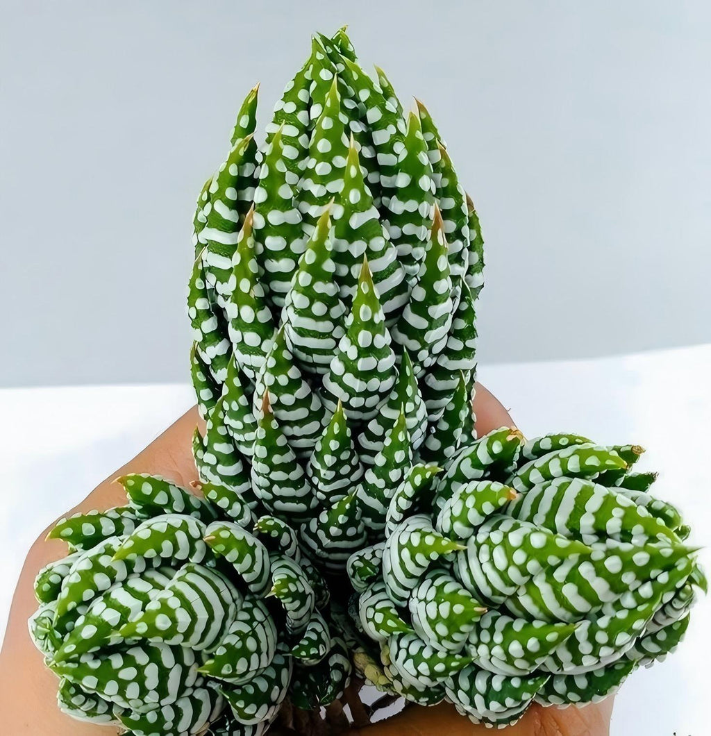 Zebra Haworthia in Pot, 2 Inch Potted Live Succulent Plant, Striped Succulent Plant, Haworthia Fasciata, Cute Indoor Plant, Easy Care Plant, Desk Decor, Aesthetic Plant Gift
