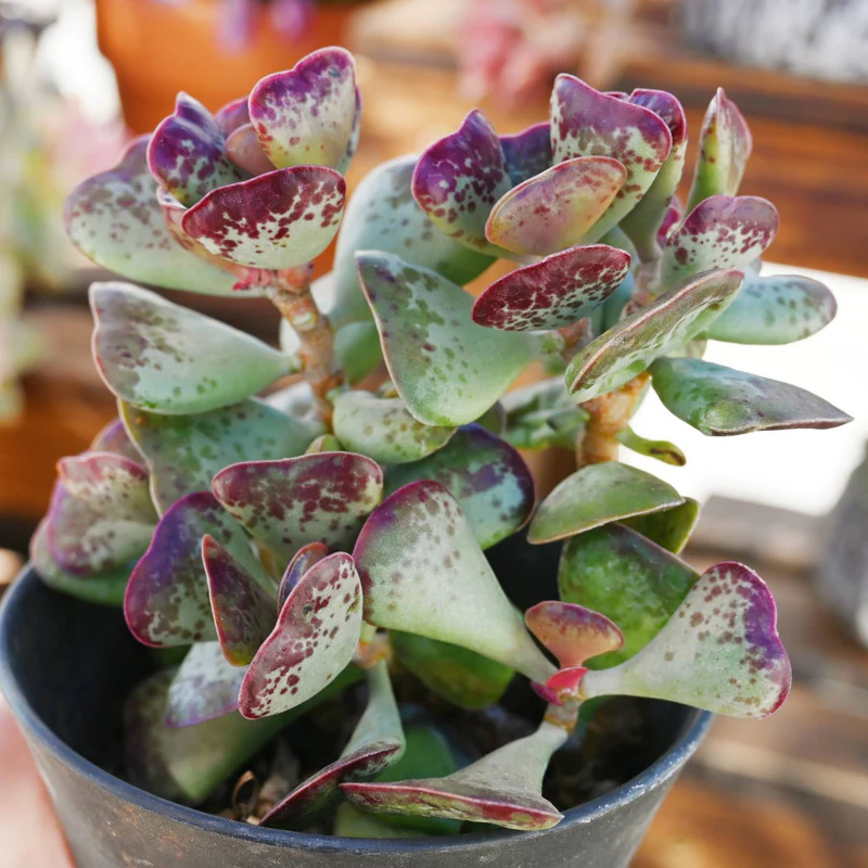 Calico Hearts Succulent in Pot, 2 Inch Potted Live Succulent Plant, Red Edge Spotted Succulent, Unique Heart Leaf Plant, Cute Indoor Plant, Aesthetic Decor Gift