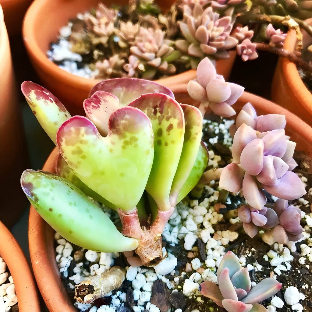 Calico Hearts Succulent in Pot, 2 Inch Potted Live Succulent Plant, Red Edge Spotted Succulent, Unique Heart Leaf Plant, Cute Indoor Plant, Aesthetic Decor Gift