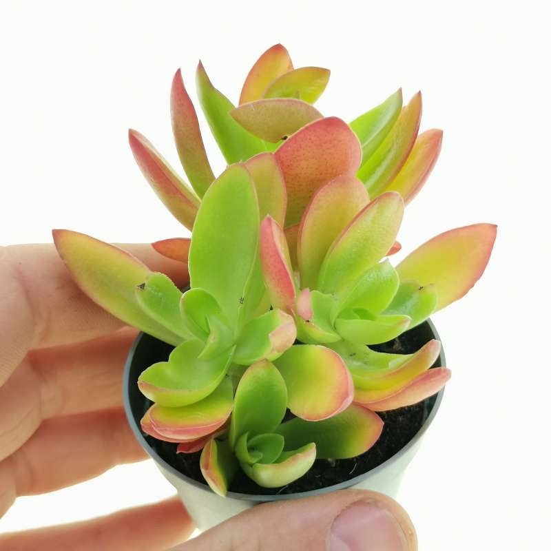 Campfire Succulent in Pot, 2 Inch Potted Live Succulent Plant, Red Orange Succulent, Color Changing Succulent, Cute Indoor Plant, Aesthetic Plant Decor, Plant Lover Gift
