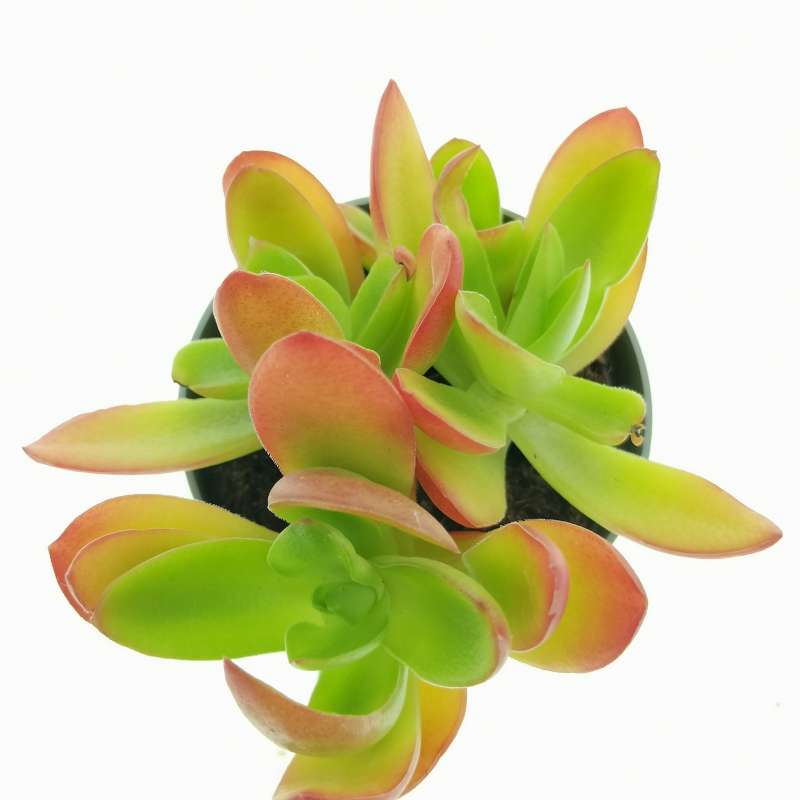 Campfire Succulent in Pot, 2 Inch Potted Live Succulent Plant, Red Orange Succulent, Color Changing Succulent, Cute Indoor Plant, Aesthetic Plant Decor, Plant Lover Gift