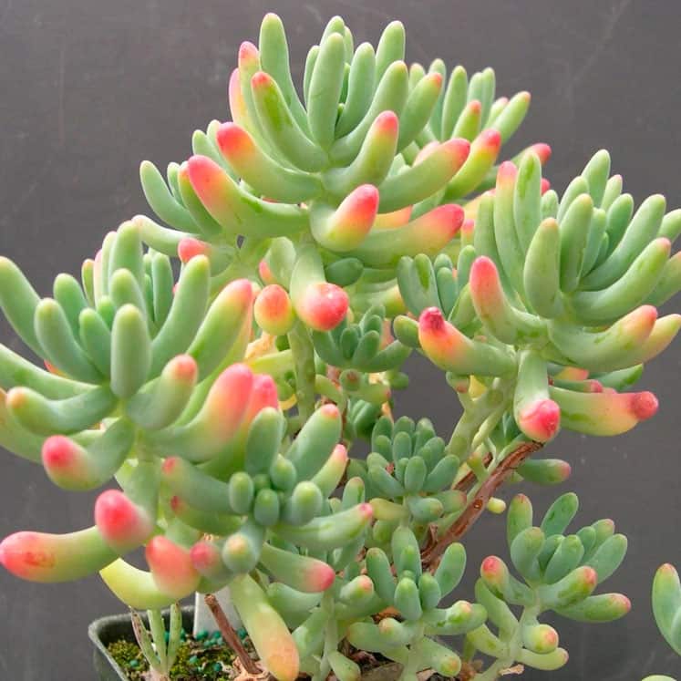 Blush Jelly Succulent in Pot, 2 Inch Potted Live Succulent Plant, Color Changing Succulent, Plump Leaf Succulent, Cute Indoor Plant, Aesthetic Desk Decor, Plant Lover Gift