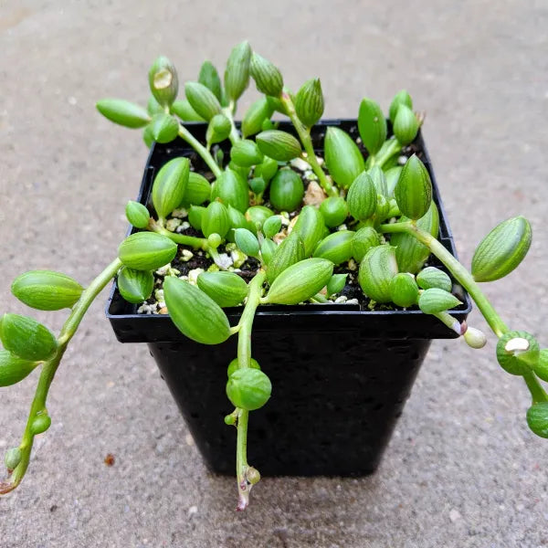String of Pearls in Hanging Pot, 4 Inch Potted Live Succulent Plant, Trailing Succulent, Senecio Rowleyanus, Hanging Plant, Indoor Vine Plant, Aesthetic Decor