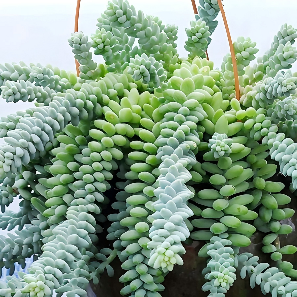 Burro’s Tail Succulent 2 Inch Live Plant, Trailing Succulent Plant, Cute Indoor Plant, Cascading Green Succulent, Easy Care Plant, Desk Decor