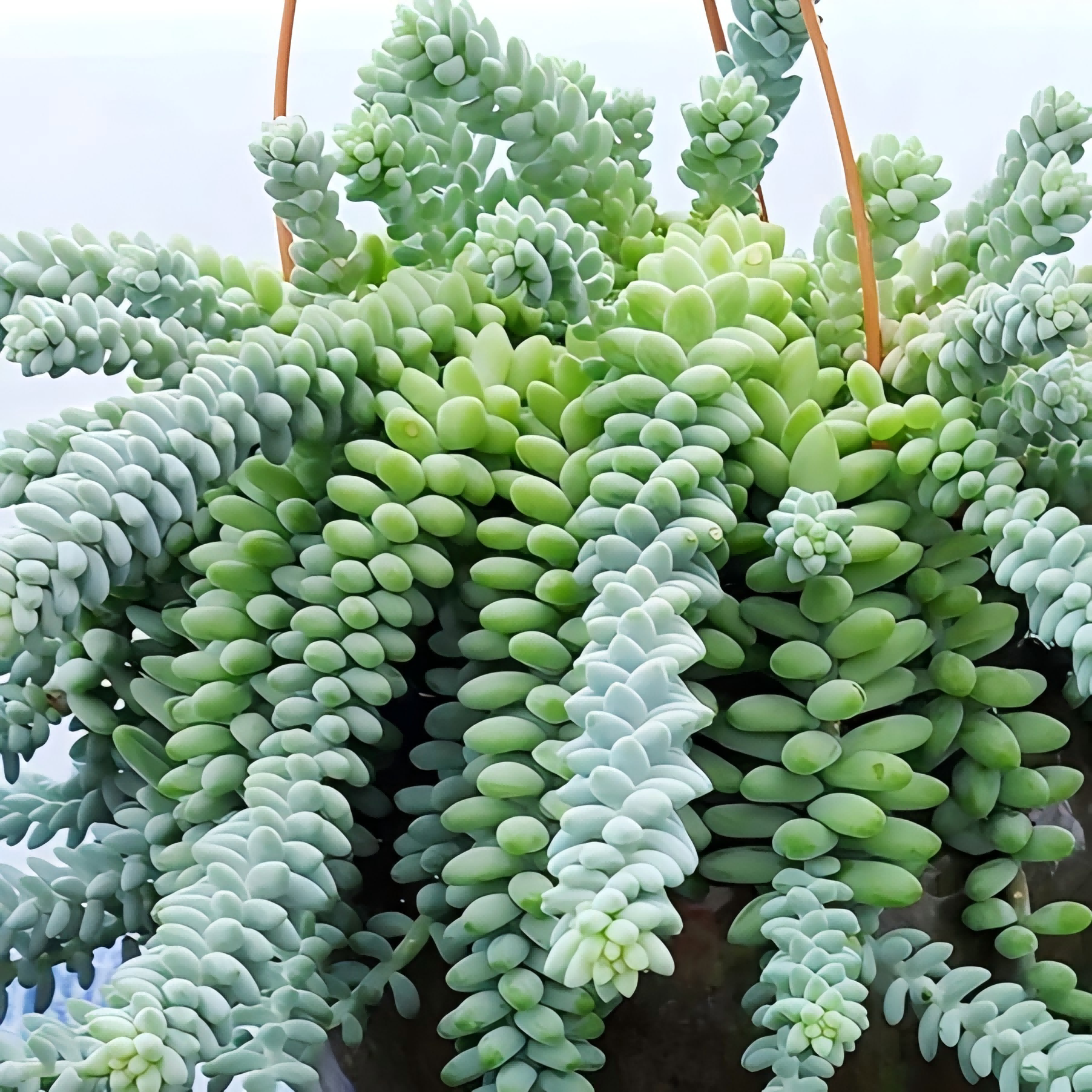 Burro’s Tail Succulent 2 Inch Live Plant, Trailing Succulent Plant, Cute Indoor Plant, Cascading Green Succulent, Easy Care Plant, Desk Decor