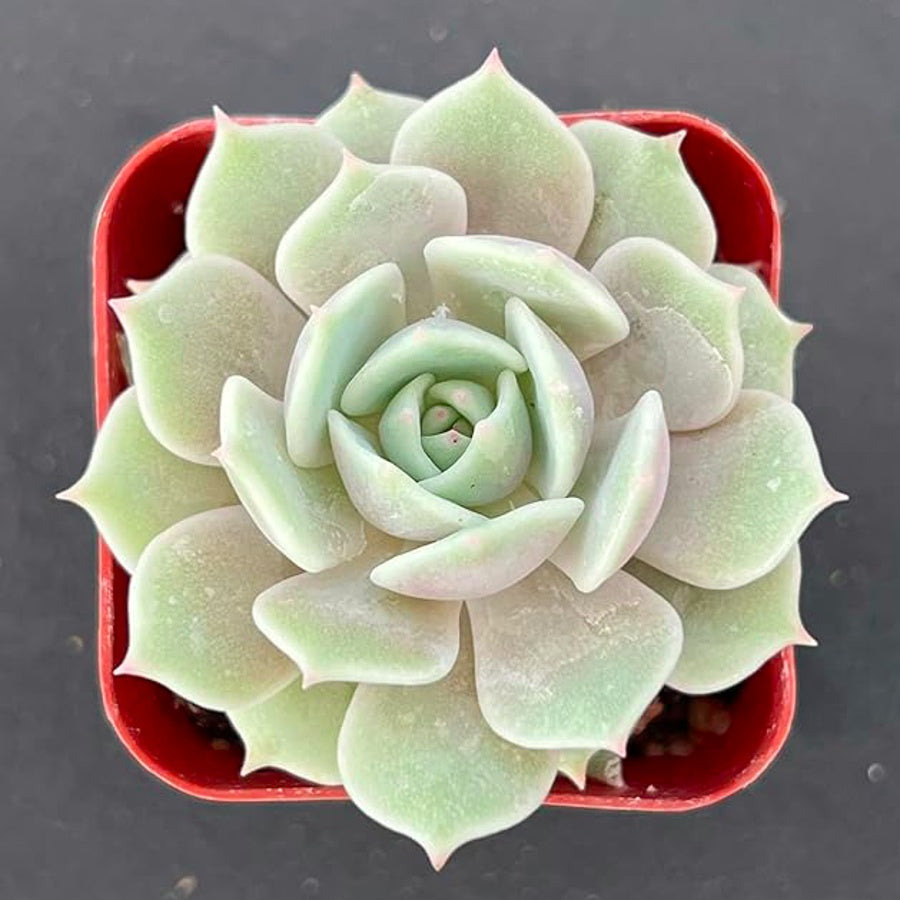 Echeveria Rosette Succulent in Pot, 2 Inch Potted Live Succulent Plant, Blush Green Succulent, Cute Indoor Plant, Aesthetic Plant Decor, Easy Care Plant, Plant Lover Gift