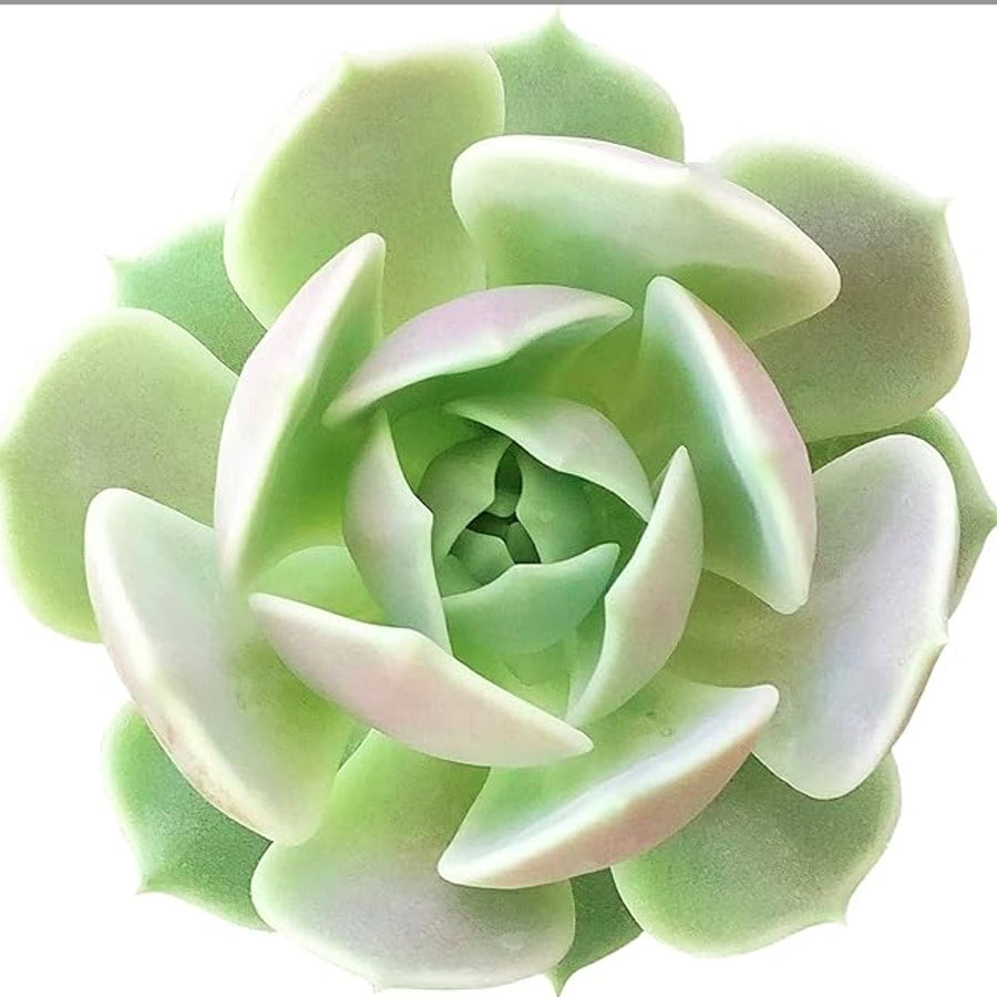 Echeveria Rosette Succulent in Pot, 2 Inch Potted Live Succulent Plant, Blush Green Succulent, Cute Indoor Plant, Aesthetic Plant Decor, Easy Care Plant, Plant Lover Gift