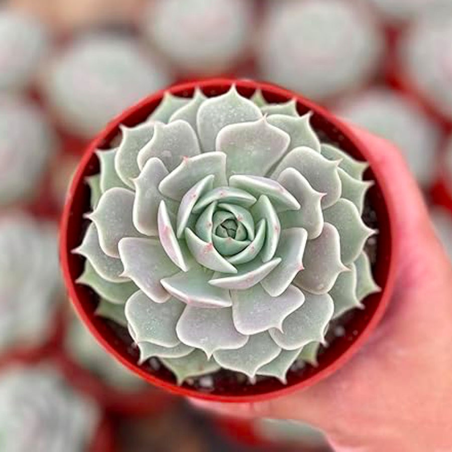 Echeveria Rosette Succulent in Pot, 2 Inch Potted Live Succulent Plant, Blush Green Succulent, Cute Indoor Plant, Aesthetic Plant Decor, Easy Care Plant, Plant Lover Gift