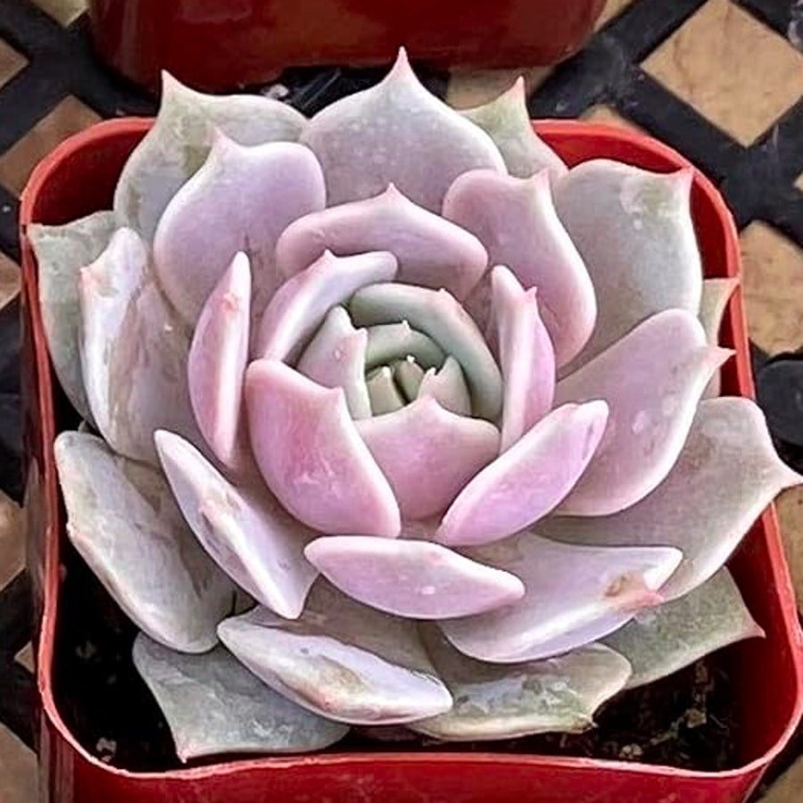 Echeveria Rosette Succulent in Pot, 2 Inch Potted Live Succulent Plant, Blush Green Succulent, Cute Indoor Plant, Aesthetic Plant Decor, Easy Care Plant, Plant Lover Gift