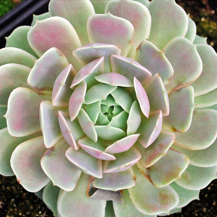 Echeveria Rosette Succulent in Pot, 2 Inch Potted Live Succulent Plant, Blush Green Succulent, Cute Indoor Plant, Aesthetic Plant Decor, Easy Care Plant, Plant Lover Gift