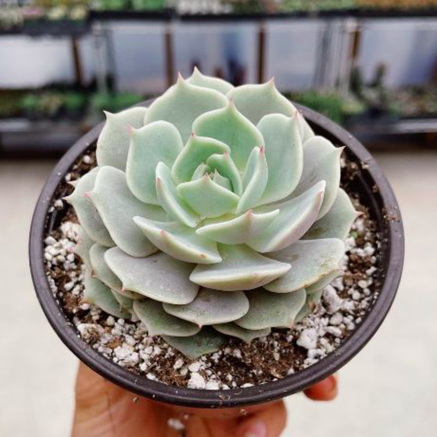Echeveria Rosette Succulent in Pot, 2 Inch Potted Live Succulent Plant, Blush Green Succulent, Cute Indoor Plant, Aesthetic Plant Decor, Easy Care Plant, Plant Lover Gift