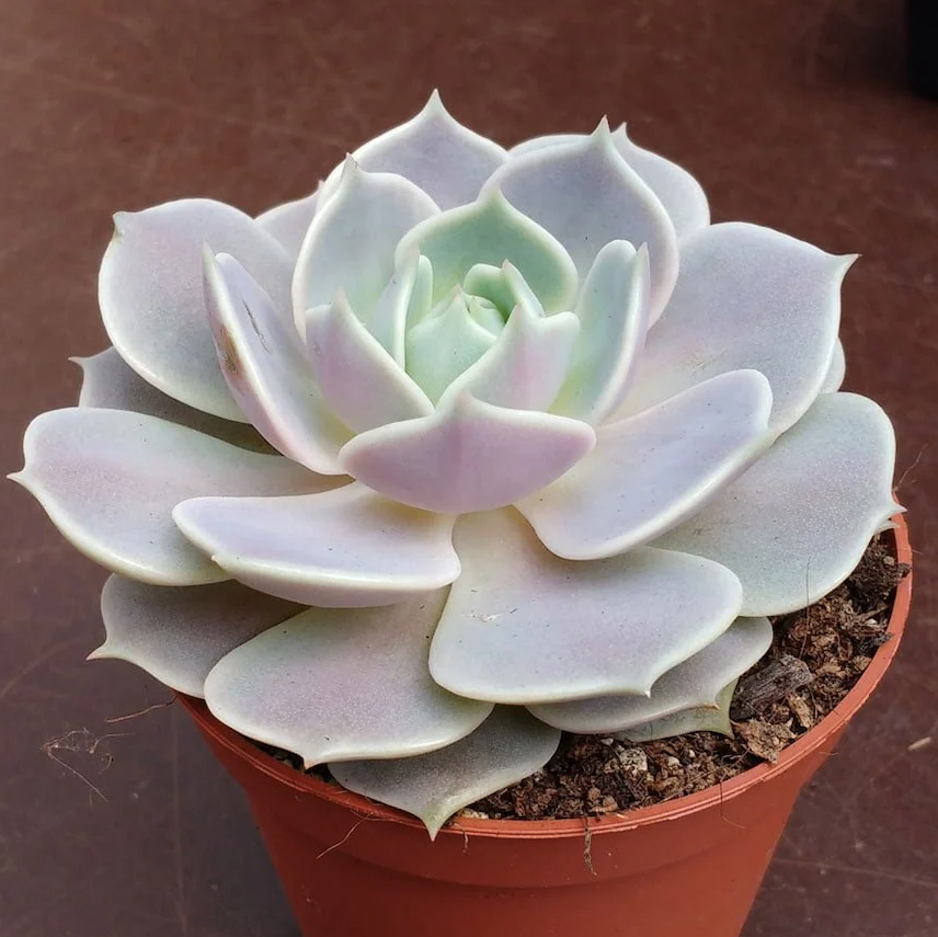 Echeveria Rosette Succulent in Pot, 2 Inch Potted Live Succulent Plant, Blush Green Succulent, Cute Indoor Plant, Aesthetic Plant Decor, Easy Care Plant, Plant Lover Gift