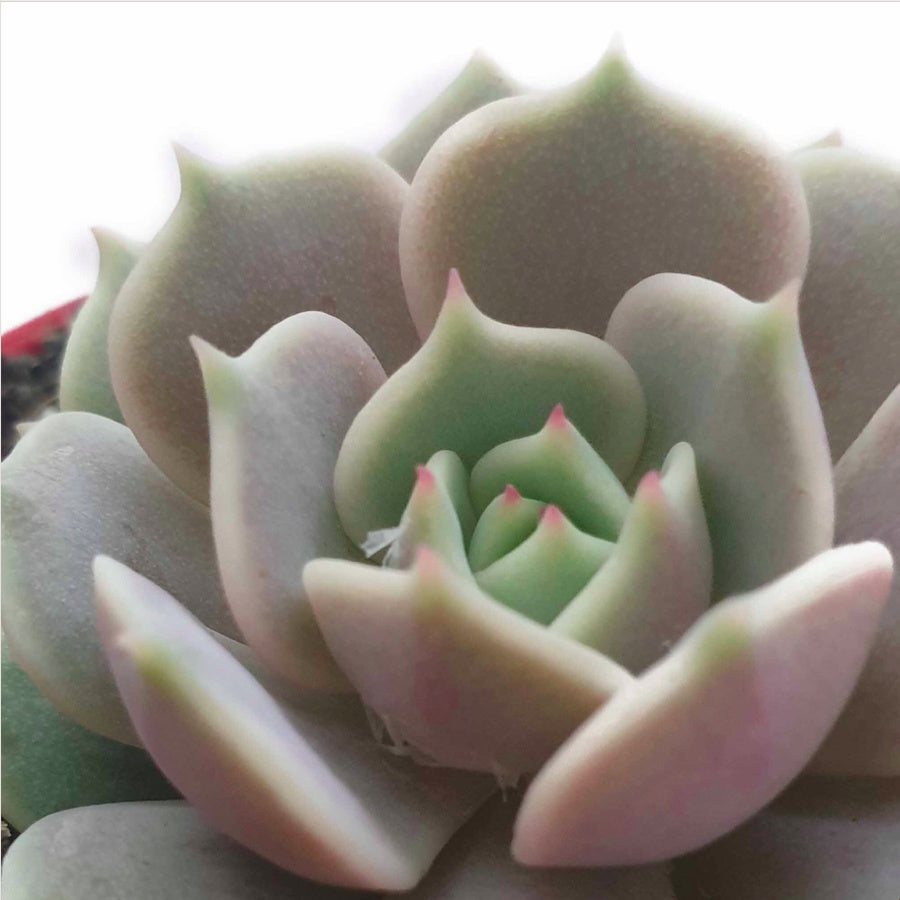 Echeveria Rosette Succulent in Pot, 2 Inch Potted Live Succulent Plant, Blush Green Succulent, Cute Indoor Plant, Aesthetic Plant Decor, Easy Care Plant, Plant Lover Gift