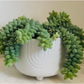 Burro’s Tail Succulent 2 Inch Live Plant, Trailing Succulent Plant, Cute Indoor Plant, Cascading Green Succulent, Easy Care Plant, Desk Decor