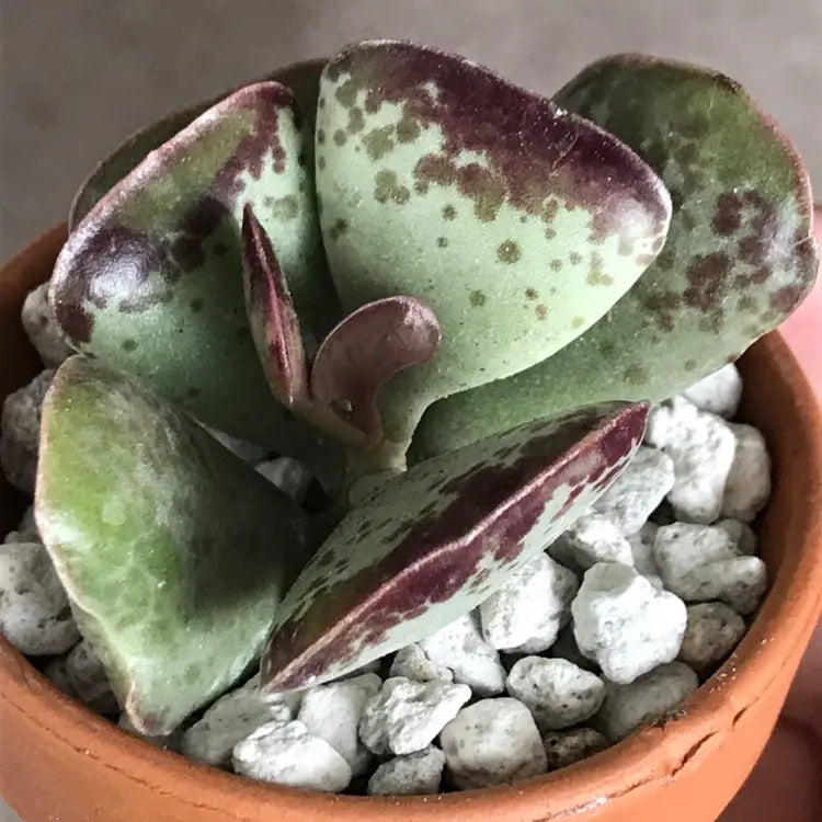 Calico Hearts Succulent in Pot, 2 Inch Potted Live Succulent Plant, Red Edge Spotted Succulent, Unique Heart Leaf Plant, Cute Indoor Plant, Aesthetic Decor Gift