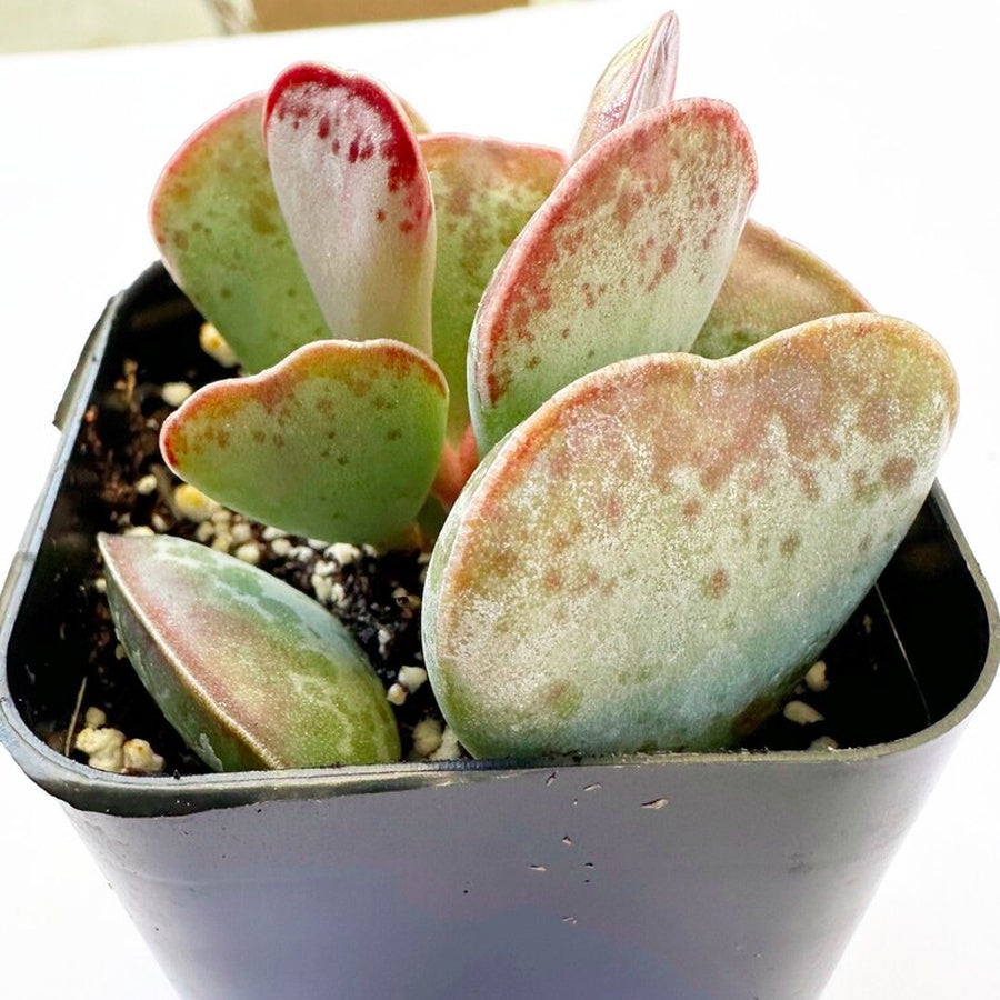 Calico Hearts Succulent in Pot, 2 Inch Potted Live Succulent Plant, Red Edge Spotted Succulent, Unique Heart Leaf Plant, Cute Indoor Plant, Aesthetic Decor Gift