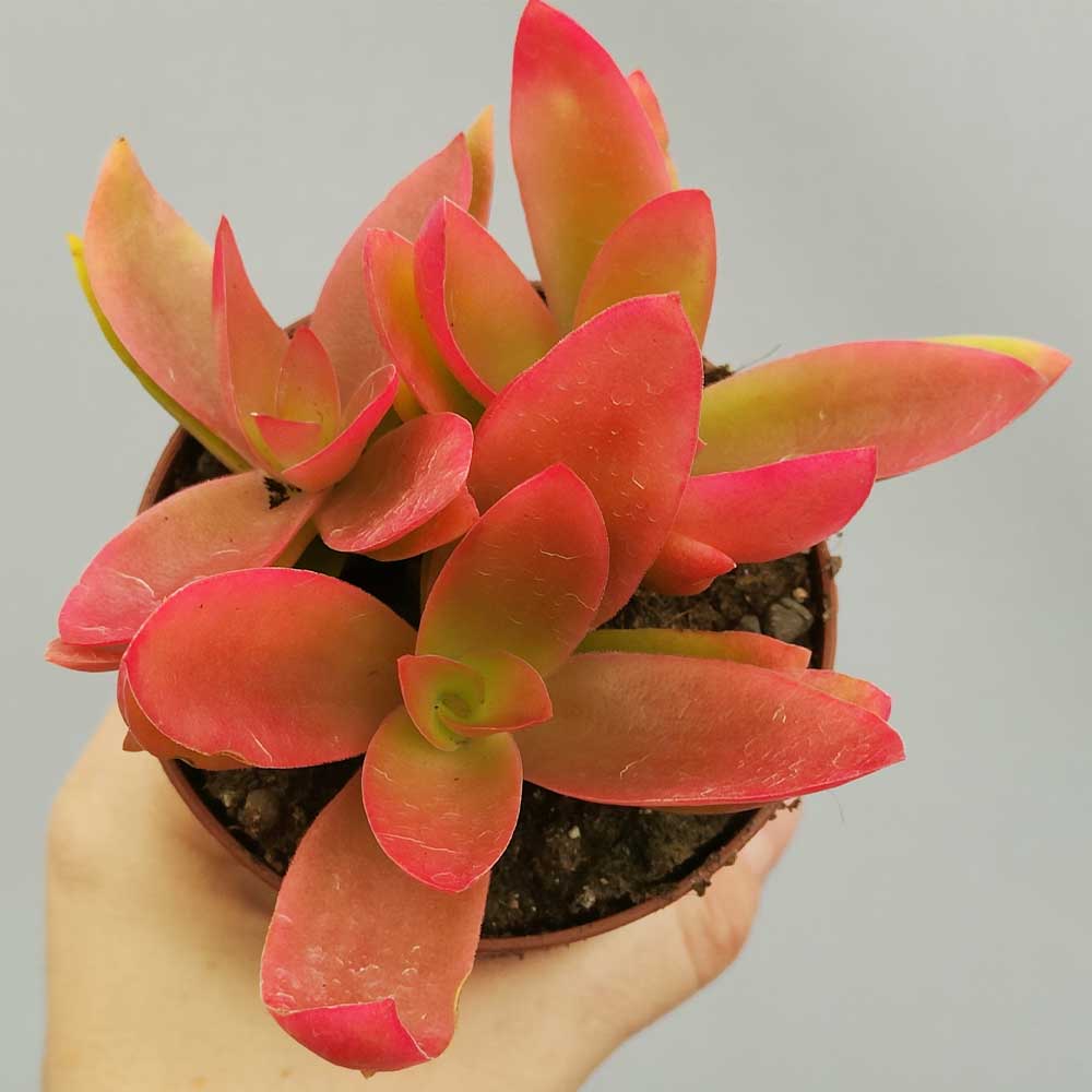 Campfire Succulent in Pot, 2 Inch Potted Live Succulent Plant, Red Orange Succulent, Color Changing Succulent, Cute Indoor Plant, Aesthetic Plant Decor, Plant Lover Gift