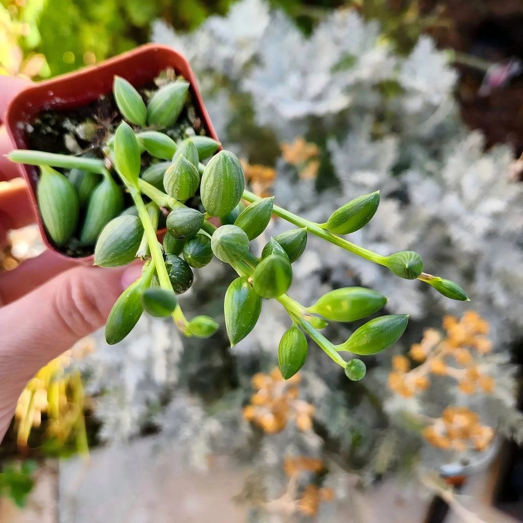 String of Pearls in Hanging Pot, 4 Inch Potted Live Succulent Plant, Trailing Succulent, Senecio Rowleyanus, Hanging Plant, Indoor Vine Plant, Aesthetic Decor