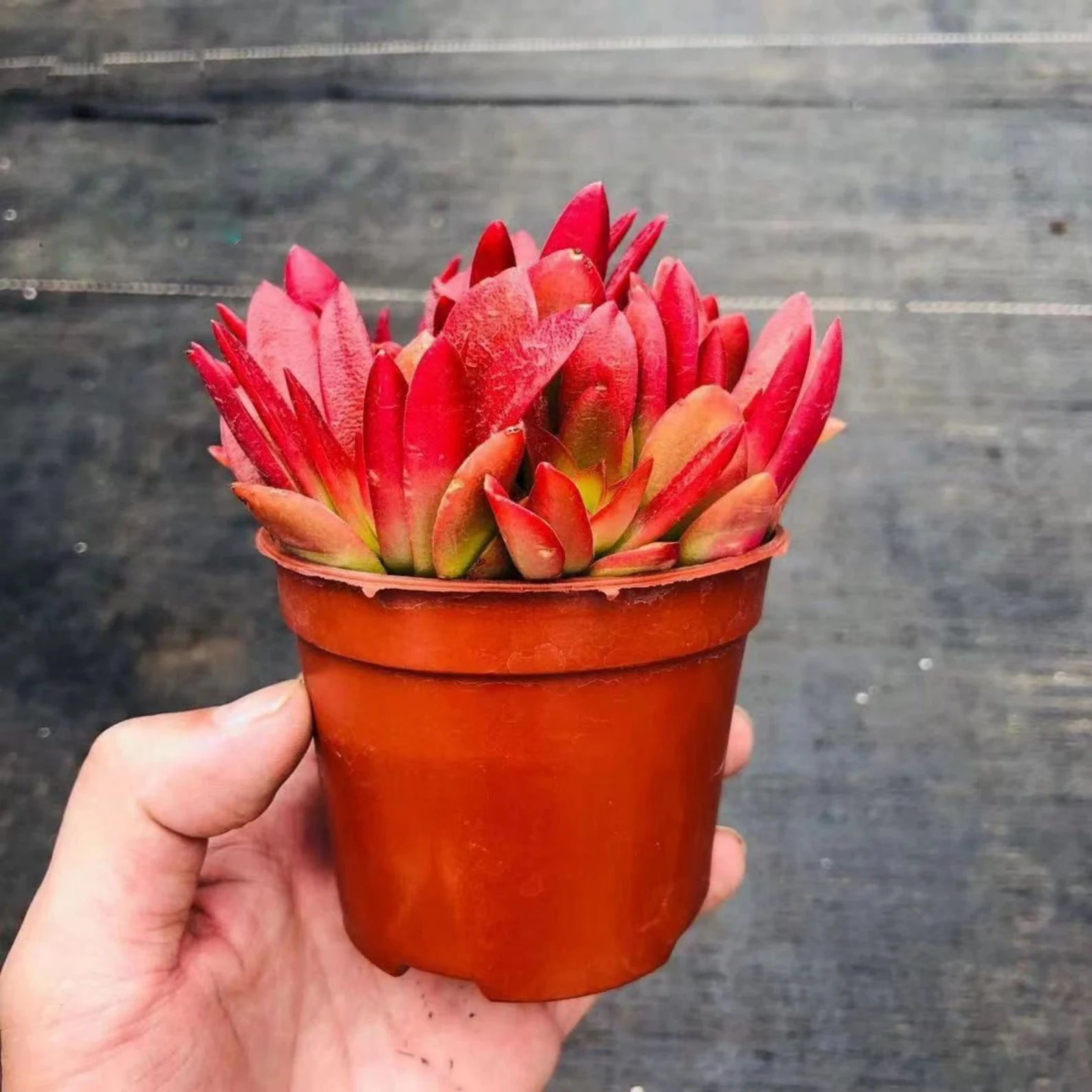 Campfire Succulent in Pot, 2 Inch Potted Live Succulent Plant, Red Orange Succulent, Color Changing Succulent, Cute Indoor Plant, Aesthetic Plant Decor, Plant Lover Gift