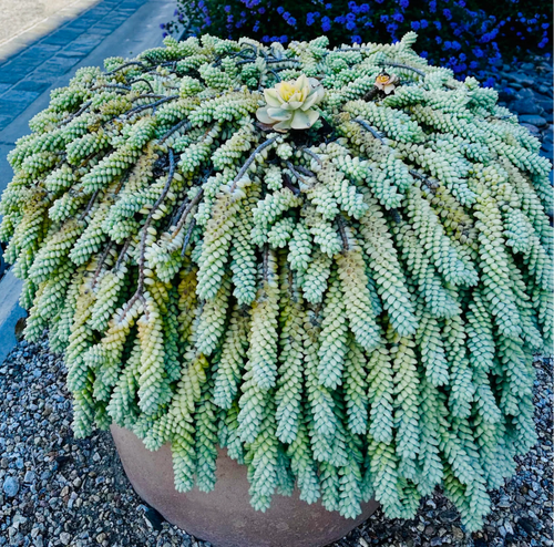 Burro’s Tail Succulent 2 Inch Live Plant, Trailing Succulent Plant, Cute Indoor Plant, Cascading Green Succulent, Easy Care Plant, Desk Decor