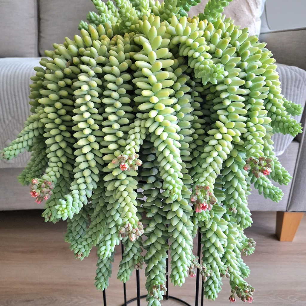 Burro’s Tail Succulent 2 Inch Live Plant, Trailing Succulent Plant, Cute Indoor Plant, Cascading Green Succulent, Easy Care Plant, Desk Decor
