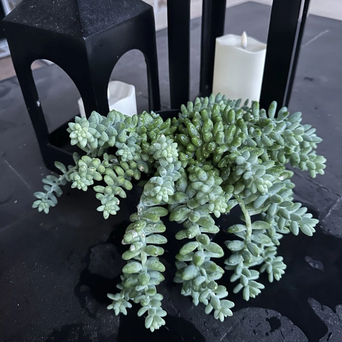 Burro’s Tail Succulent 2 Inch Live Plant, Trailing Succulent Plant, Cute Indoor Plant, Cascading Green Succulent, Easy Care Plant, Desk Decor