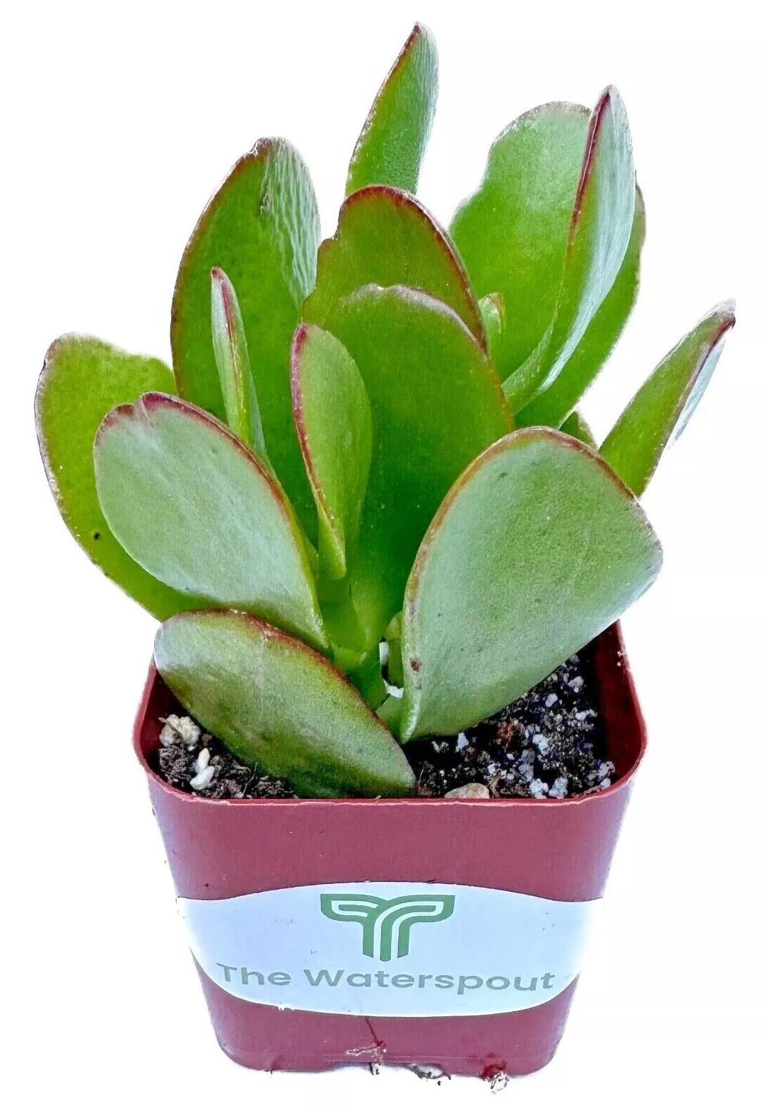 Flapjack Succulent in Pot, 2 Inch Potted Live Succulent Plant, Paddle Plant Kalanchoe Luciae, Red Edge Succulent, Color Changing Plant, Indoor Plant Decor