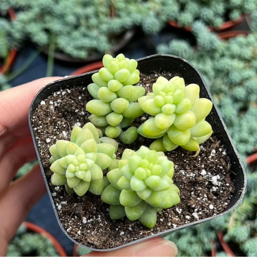 Burro’s Tail Succulent 2 Inch Live Plant, Trailing Succulent Plant, Cute Indoor Plant, Cascading Green Succulent, Easy Care Plant, Desk Decor