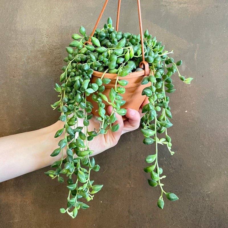 String of Pearls in Hanging Pot, 4 Inch Potted Live Succulent Plant, Trailing Succulent, Senecio Rowleyanus, Hanging Plant, Indoor Vine Plant, Aesthetic Decor