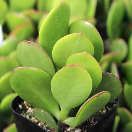Flapjack Succulent in Pot, 2 Inch Potted Live Succulent Plant, Paddle Plant Kalanchoe Luciae, Red Edge Succulent, Color Changing Plant, Indoor Plant Decor