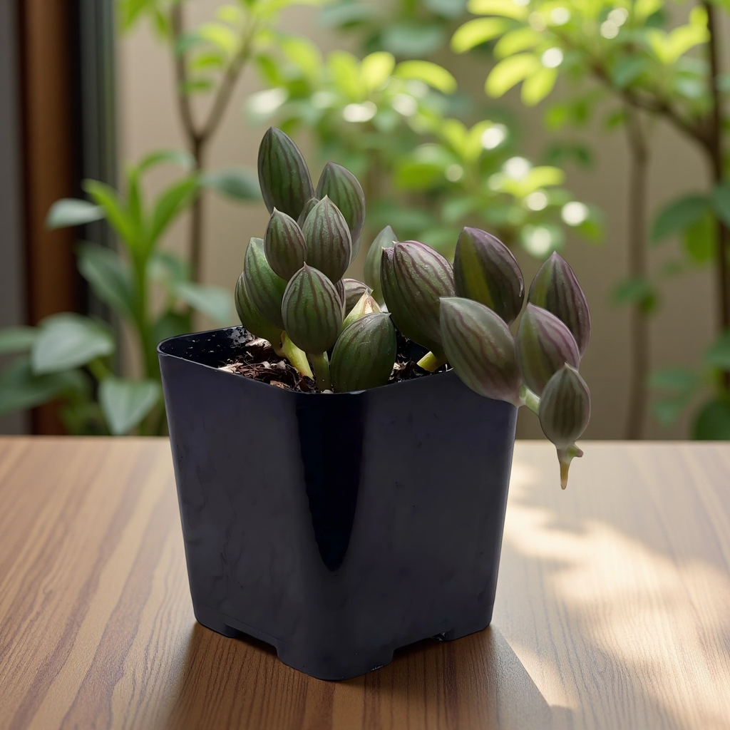 String of Pearls in Hanging Pot, 4 Inch Potted Live Succulent Plant, Trailing Succulent, Senecio Rowleyanus, Hanging Plant, Indoor Vine Plant, Aesthetic Decor